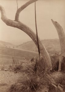 Dashwoods Gully, Zuid-Australië door Joyce Waterhouse